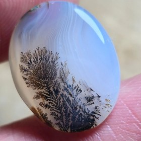 تصویر شجر قائن سوزنی 