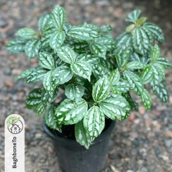 تصویر پیله‌آ 