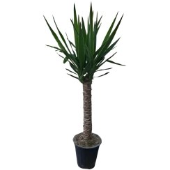 تصویر گیاه یوکا 