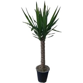 تصویر گیاه یوکا 