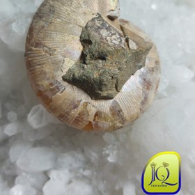 تصویر فسیل آمونیت 