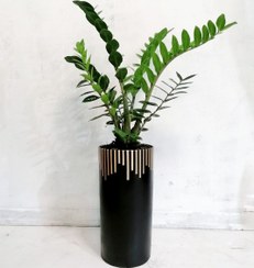 تصویر گیاه طبیعی زاموفیلیا سبز به همراه گلدان لوکس ضد آب 