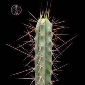 تصویر بذر کاکتوس تریکوسرئوس پاچانویی 10 عددی 