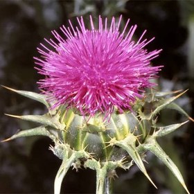 تصویر تخم خار مریم بسته 100 گرمی