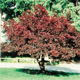 تصویر بذر آلوچه جنگلی 5 عددی 