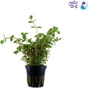 تصویر گیاه آکواریومی روتالا بونسای _ روتالا ایندیکا "Rotala"Bonsai (کشت بافت) 