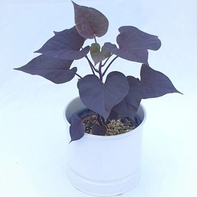 تصویر سیب زمینی شیرین سایز 14 