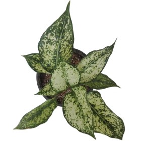 تصویر اگلونما سفید 