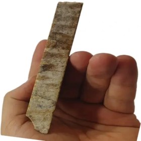 تصویر فسیل مرجان 