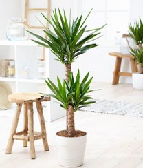 تصویر زیبایی‌های طبیعی گیاه یوکا در خانه 