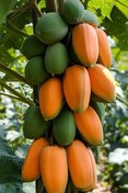 تصویر نهال پاپایا ردلیدی پاکوتاه Papaya plant