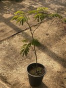 تصویر نهال کمیاب آکاسیا برگ بیدی (صمغ عربی) سطل 10 Rare seedling of Acacia Saligna (gum Arabic) bucket 10