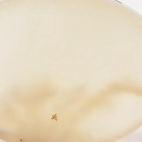 تصویر سنگ شجر کد 3044 