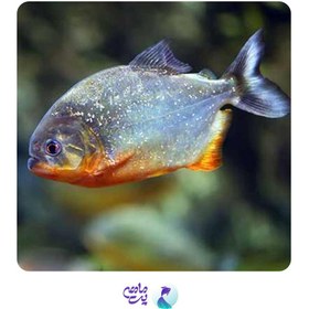 تصویر ماهی پیرانا سایز ۵ تا ۷ سانتی متر 