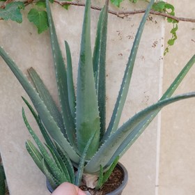 تصویر گیاه آلوئورا سایز بزرگ(مولد،مادر،aloevera) 