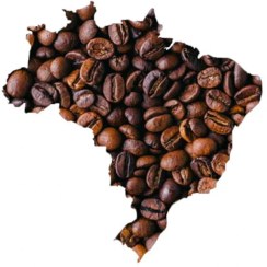 تصویر دانه قهوه روبوستا برزیل 