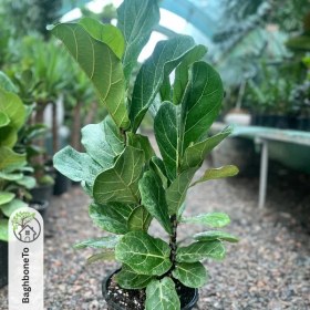 تصویر فیکوس لیراتا 3 بوته 