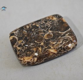 تصویر فسیل توریتلا 5.5 گرم 