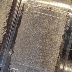 تصویر عسل کوهستان | Mountain Honey | شهد گیاهان دارویی 