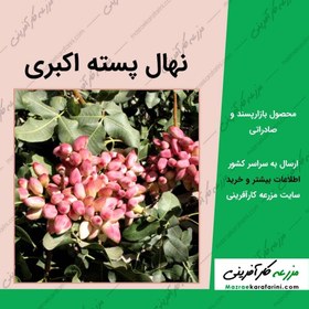 تصویر نهال پسته اکبری 