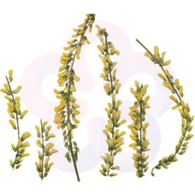 تصویر گل خشک زرد خوشه ای 