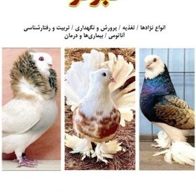 تصویر کبوتر 