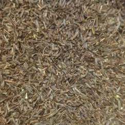 تصویر زیره سیاه 