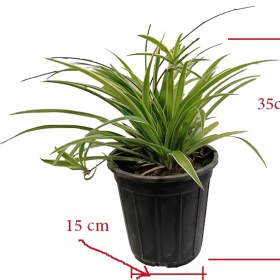 تصویر گندمی 