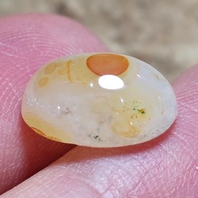 تصویر باباقوری طبیعی 