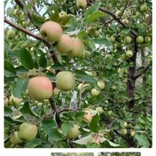 تصویر نهال سیب زرد فرانسه ۴ عدد 