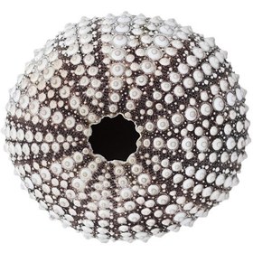 تصویر صدف تزیینی مدل توتیا | چند رنگ 