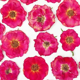 تصویر گل خشک رز پرس شده 