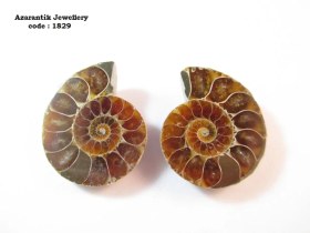 تصویر فسیل آمونیت اصل کد 1829 