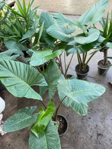 تصویر فروشگاه گلستونک