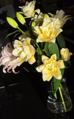 تصویر گل لی لی رز زرد (یک شاخه) 