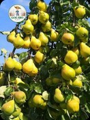 تصویر نهال گلابی شاه میوه ۴ عدد 