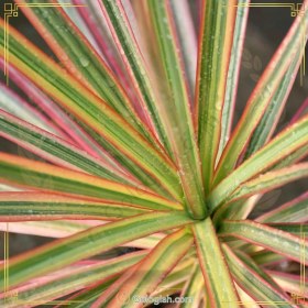 تصویر دراسنا پرچمی 