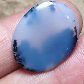 تصویر شجر قائن قواره دار زیبا خاص 