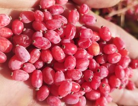 تصویر زرشک تازه 