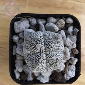 تصویر بذر کاکتوس آستروفیتوم میروستیگما 10 عددی 