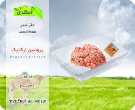 تصویر مغز شتر ارگانیک 