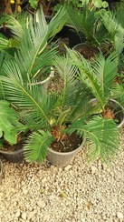 تصویر نخل سیکاس 