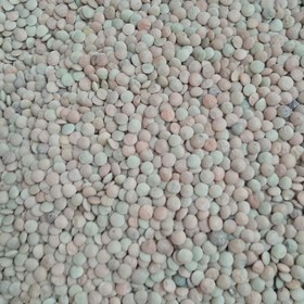 تصویر عدس ریز با کیفیت بینظیر 