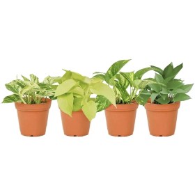 تصویر 4 مدل مختلف پتوس 