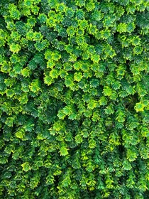 تصویر گرینوال - پیچک 