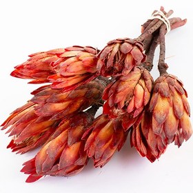 تصویر گل خشک پروتیا ریپنز 