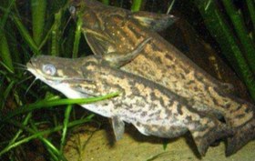 تصویر ماهی کت کلمبیا ( کت چوبی) ۲۰ سانت Drift wood catfish