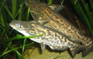 تصویر فروشگاه آکواریوم آرام