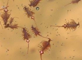 تصویر پرورش آرتمیا 