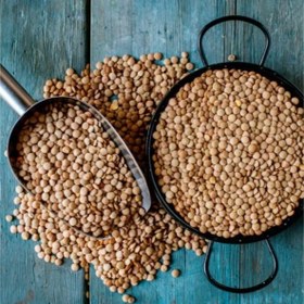 تصویر بذر عدس 30 عددی 